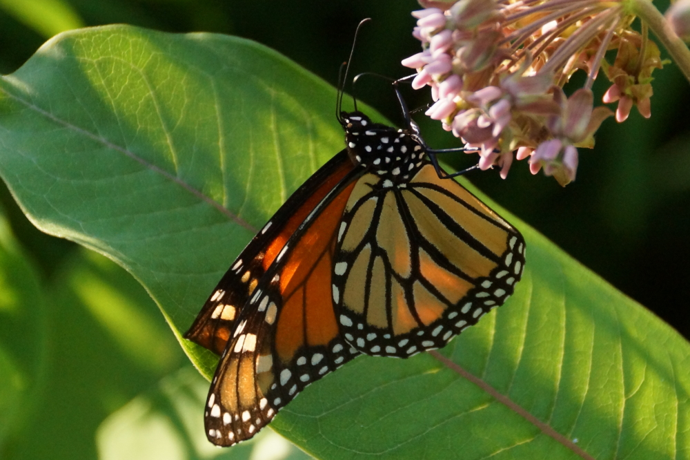 There are also many monarchs munching on the milkweeds. 