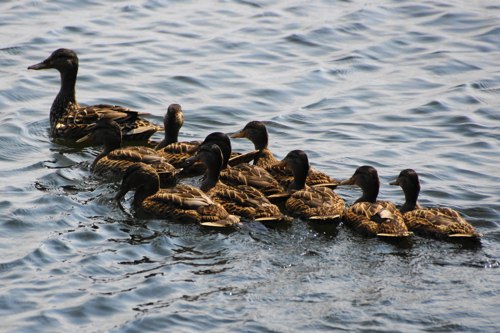 Don't know how we missed these guys up till now. Looks like the little ones are close to flying above the North end instead of just swimming it.