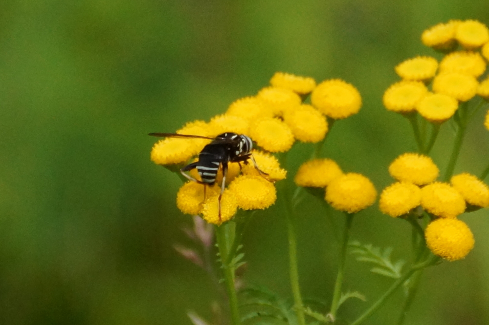 There's quite a few of these a**holes flying around, too. After getting "kissed", it can take over a week for the swelling to go down. Fifty milligrams of Benadryl is fast becoming part of a complete northwoods breakfast.