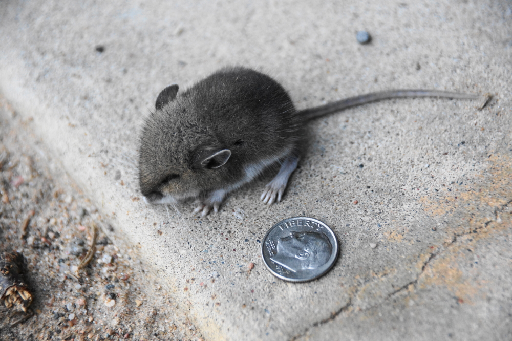 As long as the small fuzzies stay outdoors, we step over 'em.