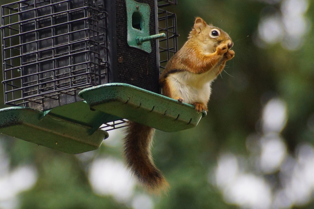 Birds, including that strange fuzzy one, are hitting the feeder harder than we can ever recall.