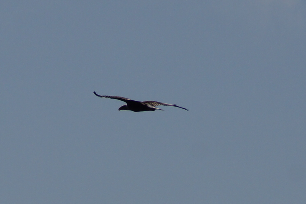 There was a bit more eagle activity over the water during the warm part of last week.