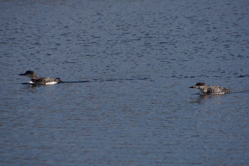 For much of the week, there was fishing on the North end of the lake. Some of the older anglers were joined by some newer ones.