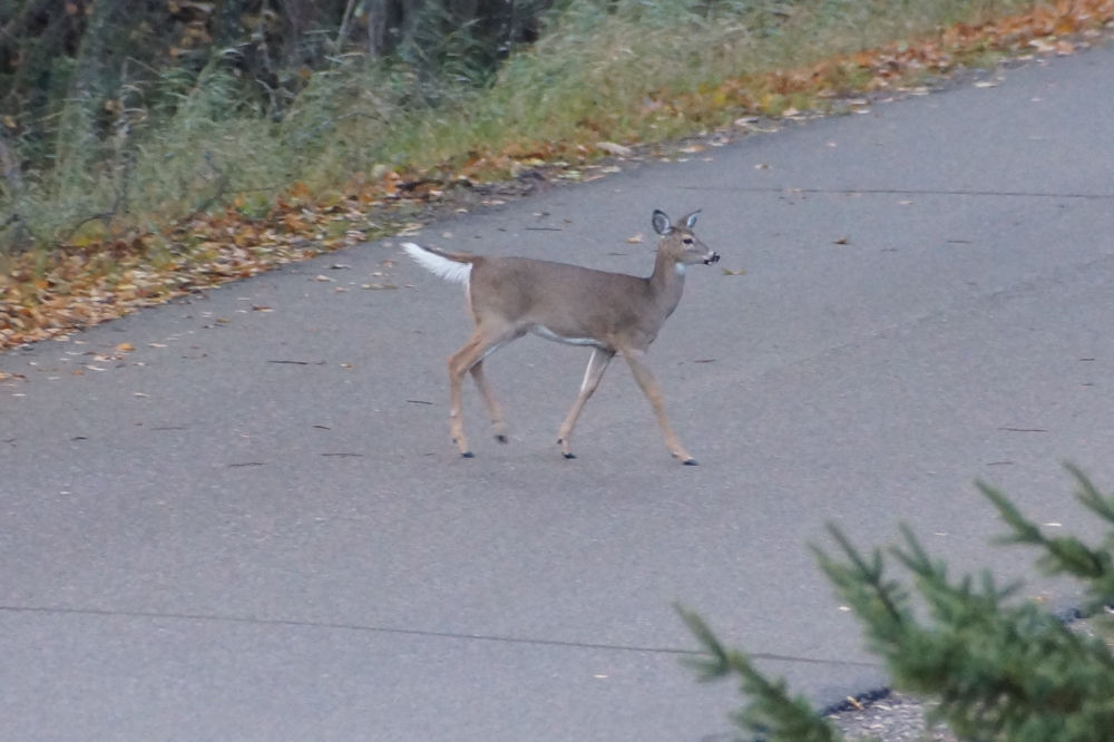 Many speed bumps have been crossing Potawatomi Trail. Be extra careful on the roads.