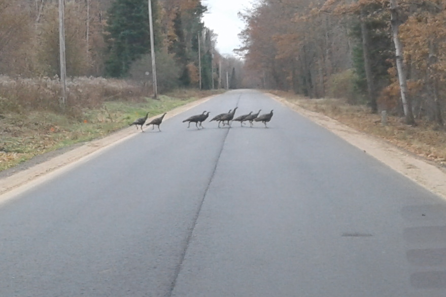 A less deer-y style of speed bump had been populating Potawatomi Trail last week. They are easy to spot on the open road, but once they enter the woods, they become essentially invisible. 