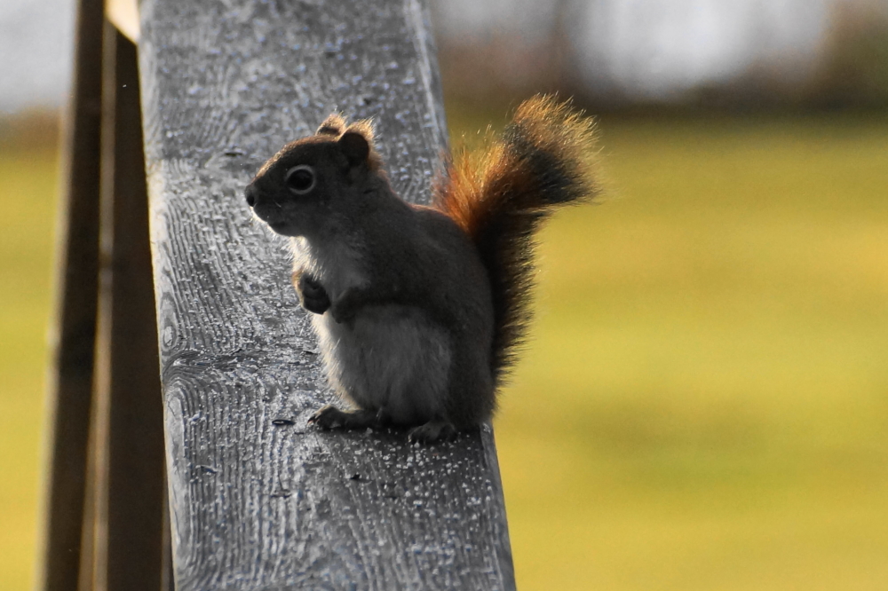 At the eleventh hour on the eleventh day on the eleventh month the scolding halted and the BB guns grew silent. The northwoods was at peace again when the squirrels and humans agreed to an historic agreement. The humans agreed to keep the bird feeder full of seed and the squirrels agreed to eat that seed.