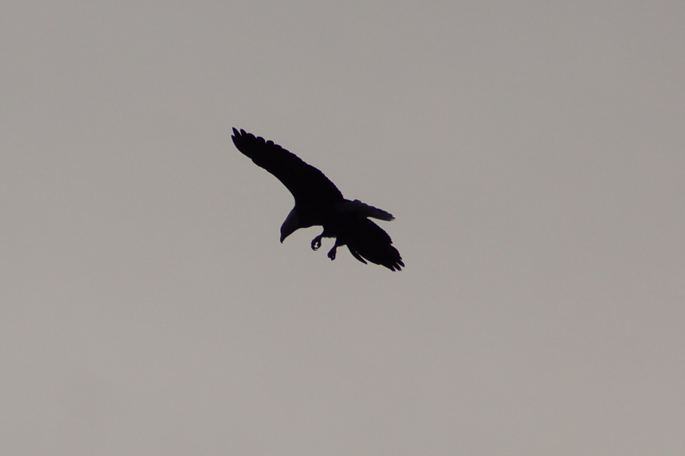 The wind and cool made for ideal weather to stretch the wings and feel the air rush past the talons.