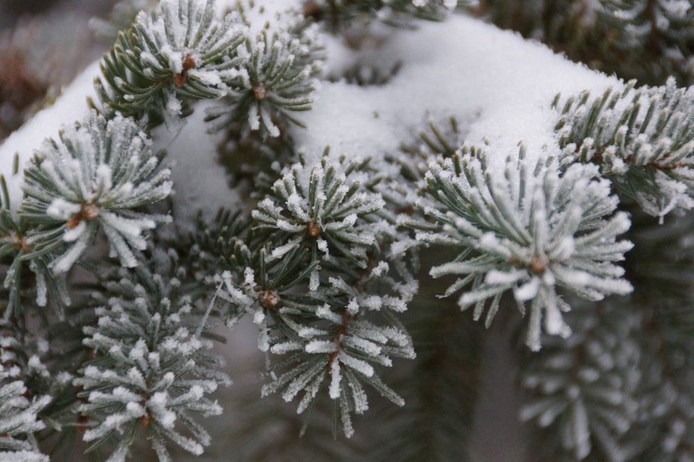 By the weekend, that frosty coating was joined by a few inches of snow.