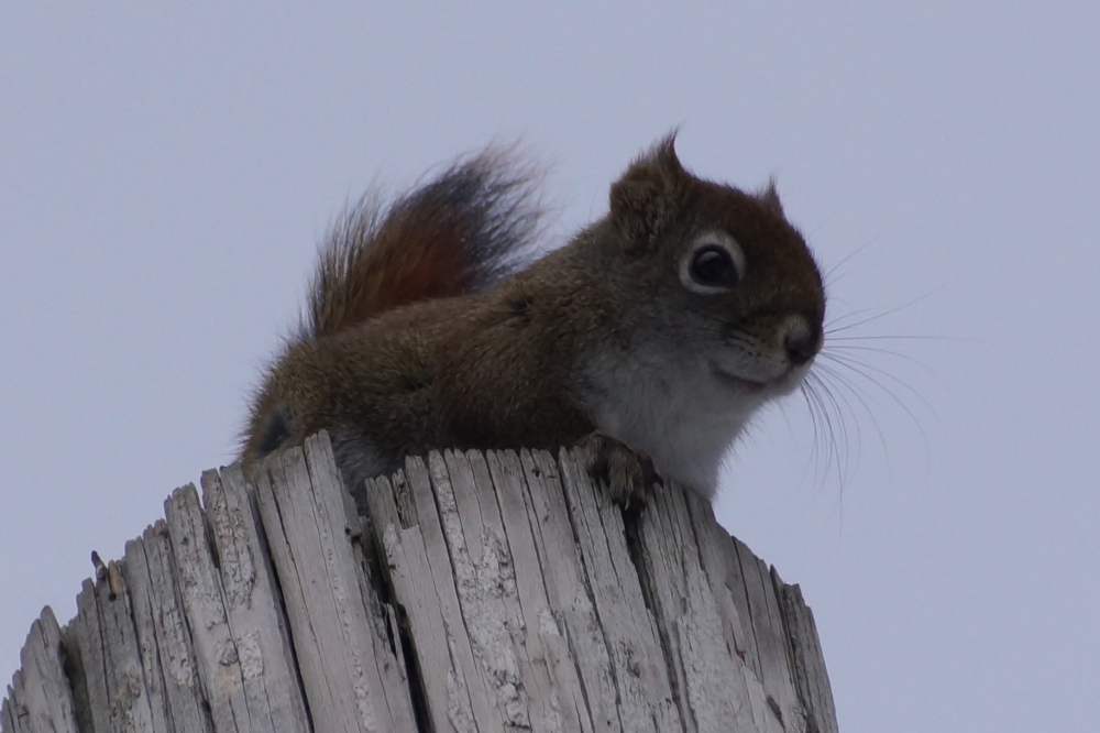 The de-poling of Knott Lane has the strange fuzzy bird that has been resting atop the bar's old sign pole more tetchy than normal.