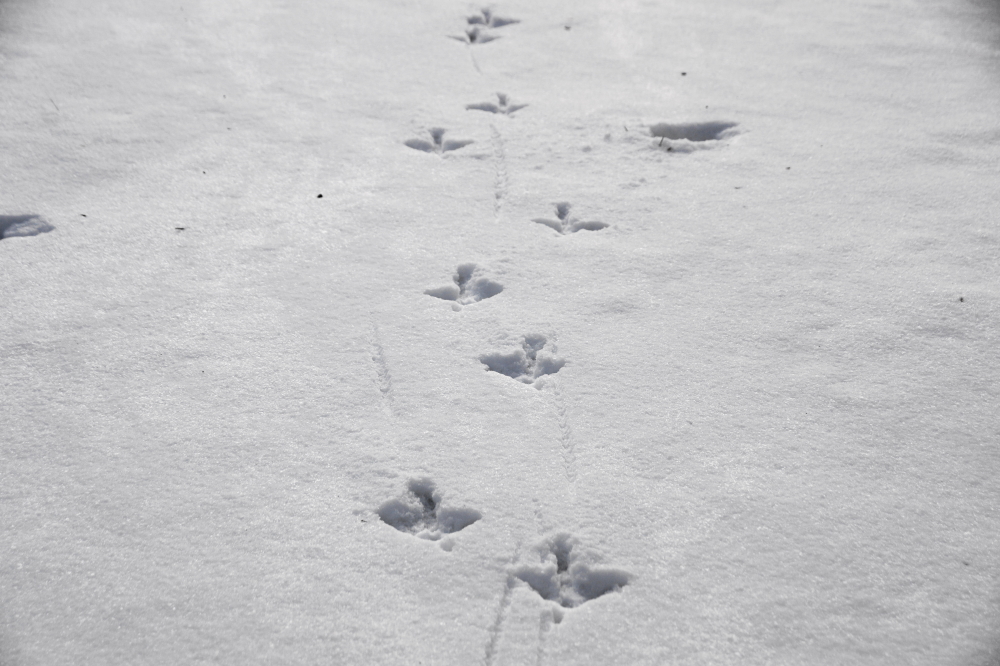 The accumulated snow is a little thin for snowmobiles but plenty deep to reveal turkey sign.