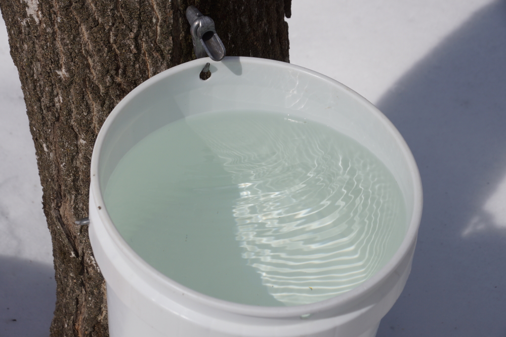And the maples ran like crazy. We collected over 1,000 gallons during the week with the bulk filling the buckets on Monday and Tuesday.