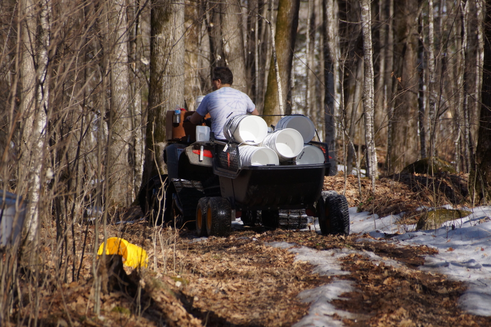 The piles of tapping flotsam were carted from the increasingly snow free woods.