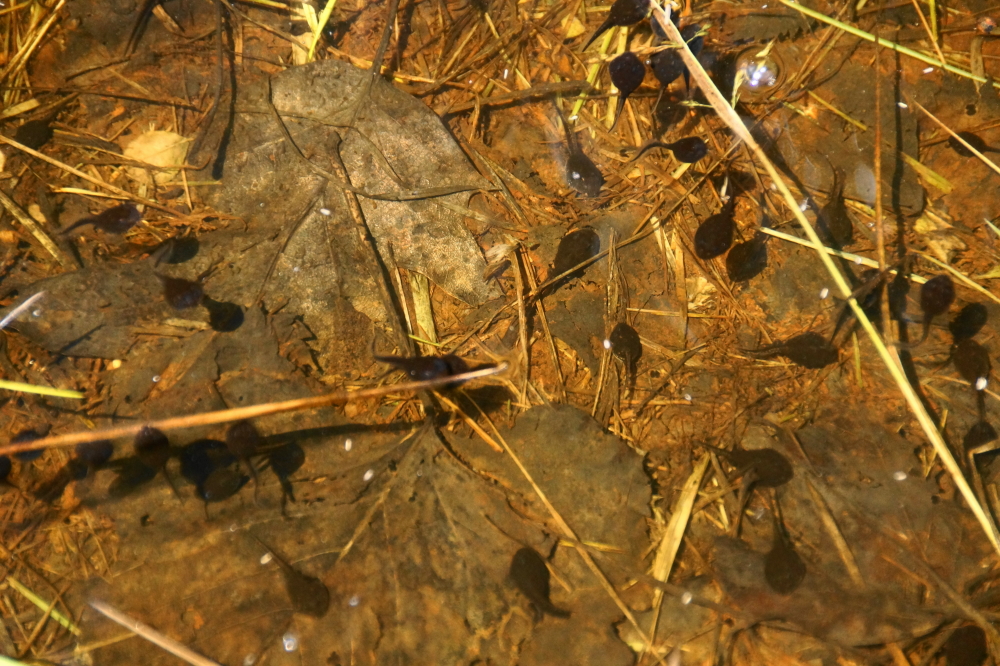 The lake level is holding, but the ponds around the lake are shrinking under the hot Summer sun. We'll need a few good storms if we are to avoid a repeat of the Great Tadpole Tragedy of 2018.