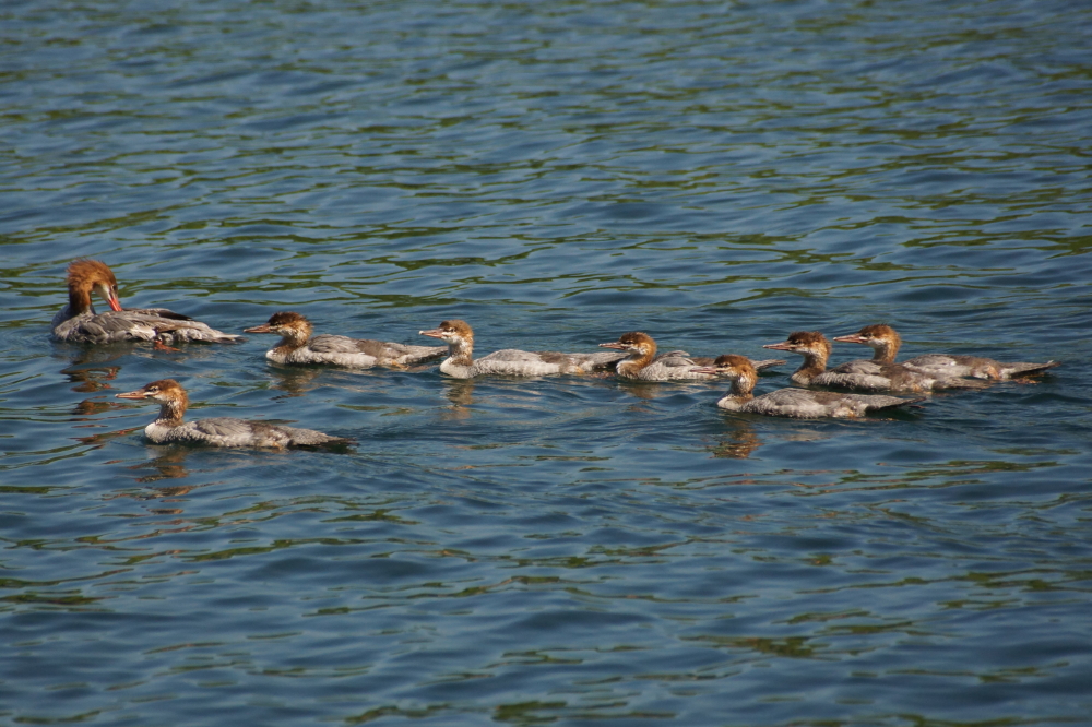 Up until last week, we missed the fine crop of mergansers on the North end.