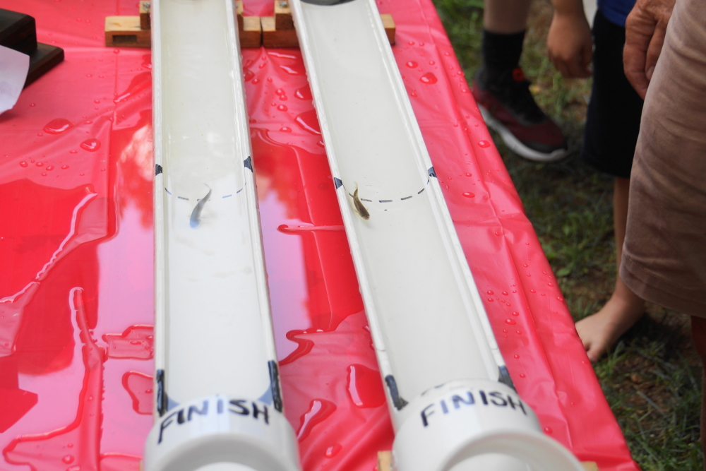 In spite of calls from the crowd, bets, and bribes, no losing minnows were eaten.