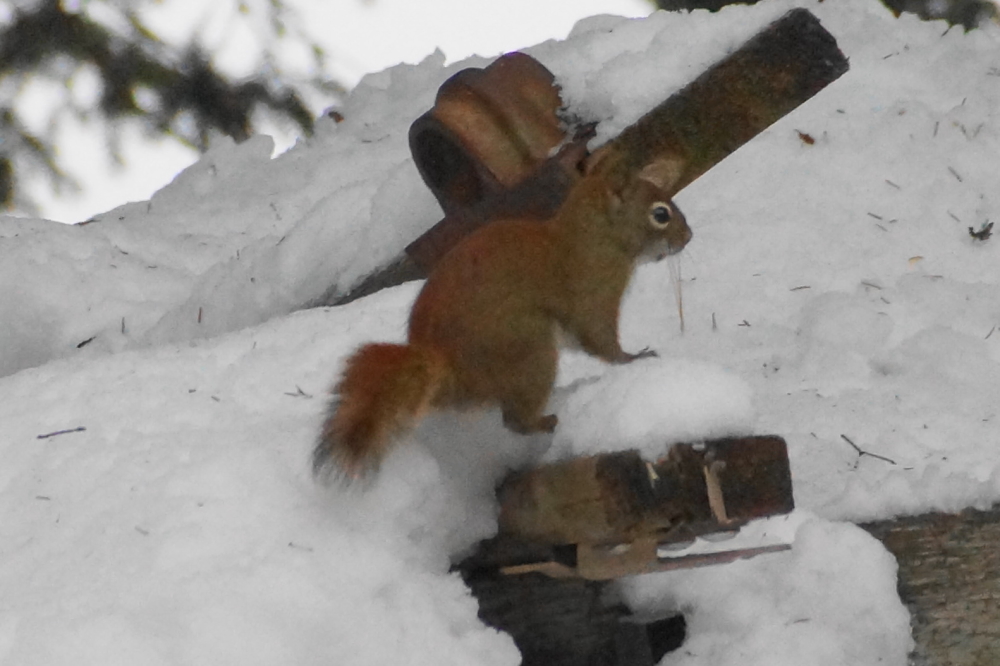 &nbsp;&nbsp;&nbsp;&nbsp;&nbsp;&nbsp;&nbsp;&nbsp;&nbsp;&nbsp;&nbsp;&nbsp;&nbsp;&nbsp;&nbsp;&nbsp;&nbsp;&nbsp;&nbsp;&nbsp;&nbsp;&nbsp;&nbsp;&nbsp;&nbsp;&nbsp;&nbsp;&nbsp;&nbsp;&nbsp;&nbsp;&nbsp;&nbsp;&nbsp;&nbsp;&nbsp;<b>Squirrel!</b>