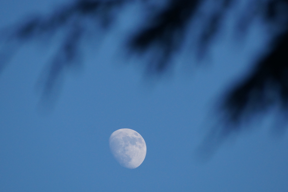 Even many of the nights were well lit with a waxing moon perched above the pines.