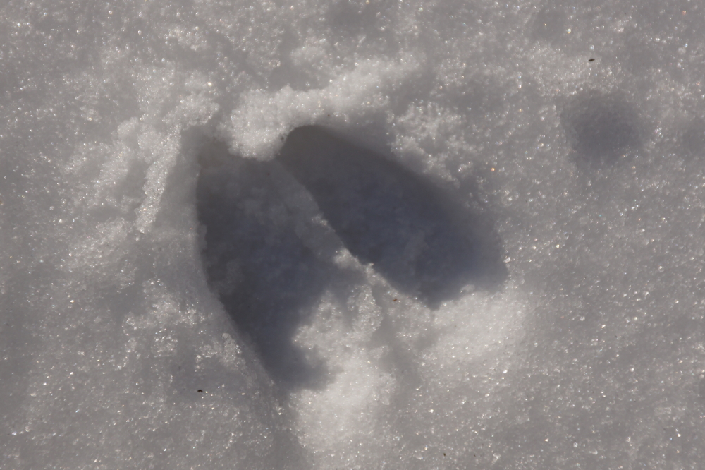 There remains enough snow cover to prove that the deer are active. There seems to be a small herd of them deering up the North end of Lucerne.