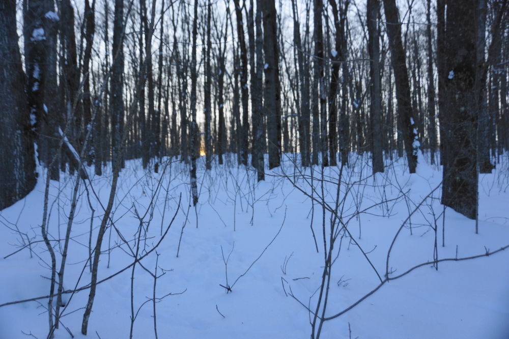 Temperatures went above freezing for a few hours by week's end. After clearing driveways, decks, and paths (KNIGHTS OF NI: A path! A path! A path!), nobody wanted to check the sugarbush for maple tree based activity.