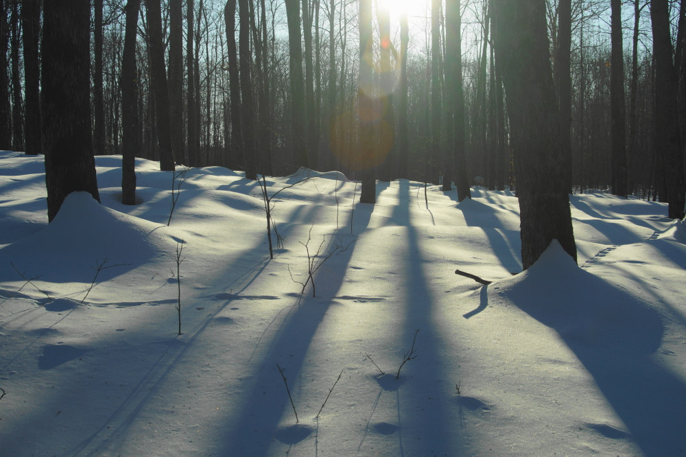 The spring like temperatures drew us to the tapping fields to see if the maples were in need of spiles.