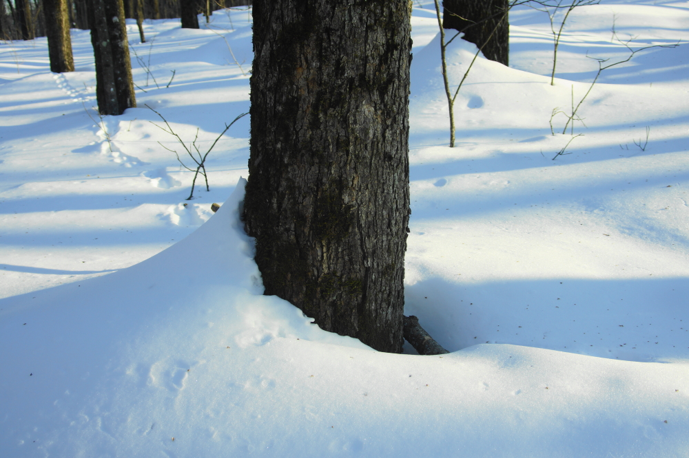 The trees were still locked tight with several feet of snow. No tapping this week.