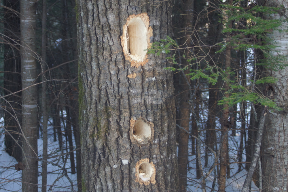 Some pileated wise guy decided to hole some trees anyway. It wasn't the first basswood to ever be tapped. It probably won't be the last.