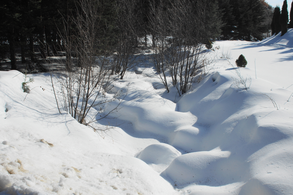 Streams and creeks may have begun to flow. There was so much snow cover, it was hard to tell.