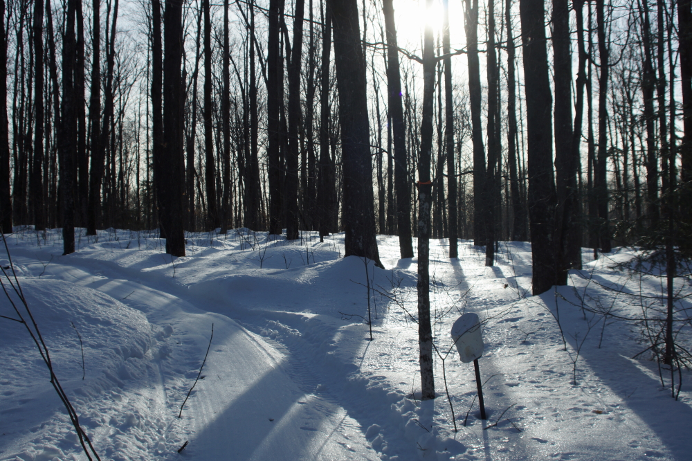 During the frigid, a path was plowed to the upper sugarbush.  The snow was over 2 feet deep and the maples were frozen tight.
