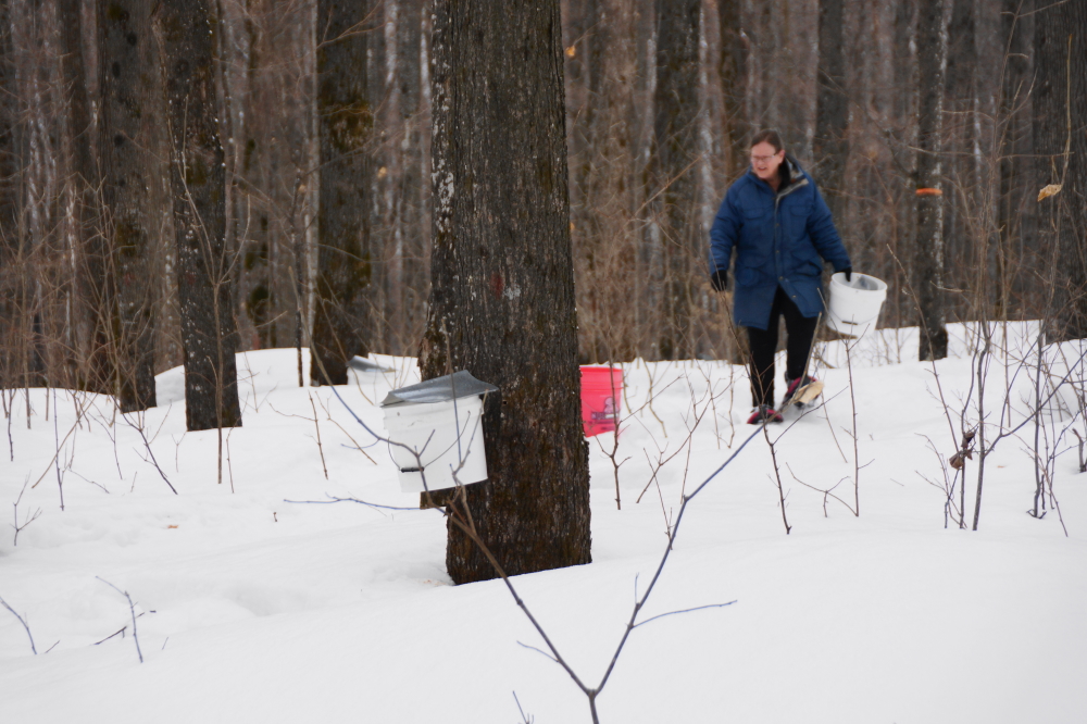 At the start of the week over 100 trees were spiled and bucketed.