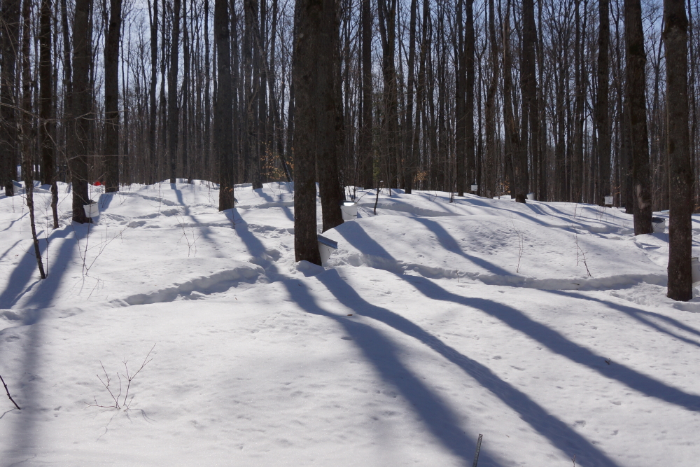 We'd be remiss if we did not comment on the snow in the woods around Lake Lucerne. It's deep.