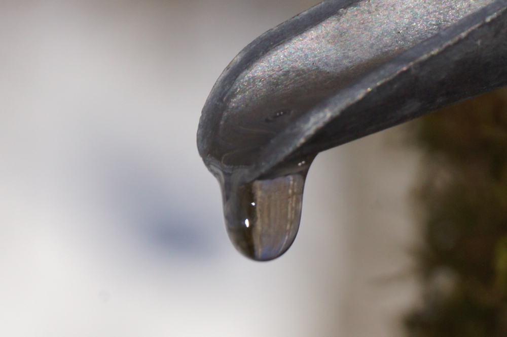 Many of the sugarbush around the lake were a beehive of activity as local tappers scrambled crews to hole the trees. We tapped out on the weekend just in time for the first good run of the season.