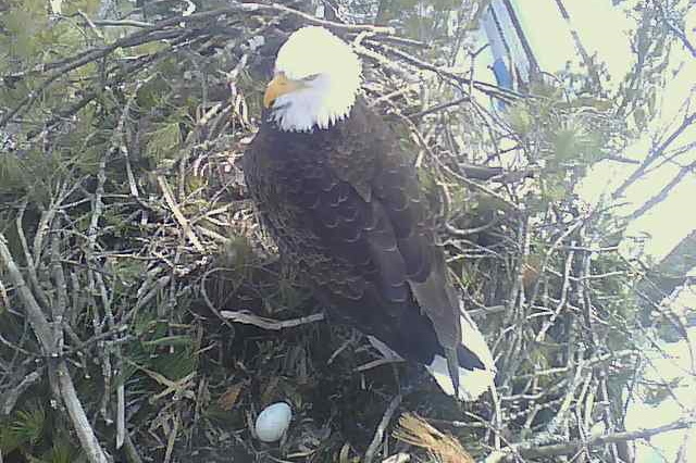 Early in the week, an egg sighting in the nest on Lake Metonga's shore made the entire week feel more Springy.