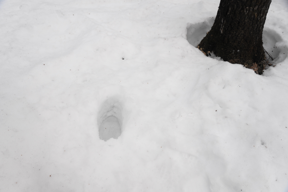 As the temperature dropped, it was hoped that the snow under the tapping trails had frozen up enough to not use snowshoes. After breaking through up to the knee it was noted that it's still deep and snowshoes are still required. There also may have been some course language involved.