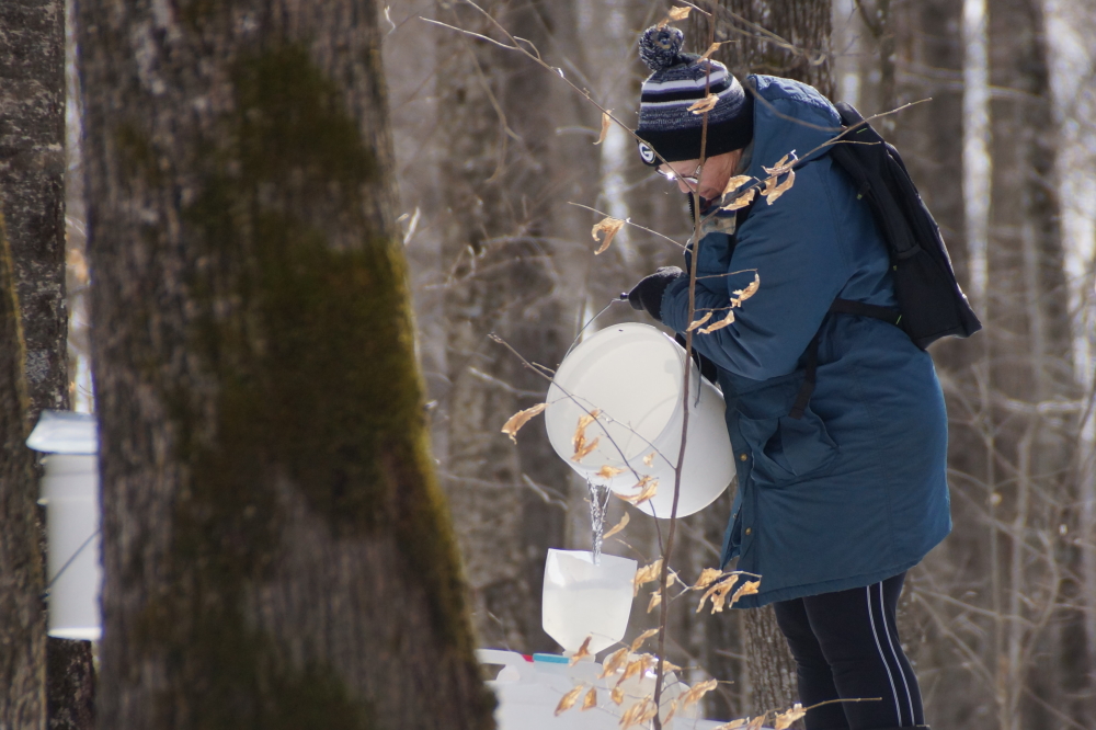 As is often the case, the early sap is running sweet. The ratio of sap to syrup is closer to 35 to 1 rather than the usual 42 to 1.