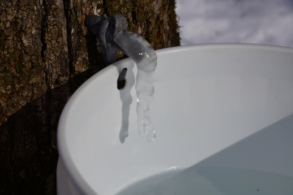 The cold halted the run, but not before many of the spiles grew full Dumbledorien beards.