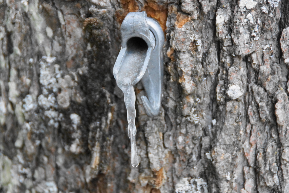 Then came the punch.  The wind picked up, rain turned into snow, and taps froze in mid drip.  The entire sugarbush was collected before the rain turned to snow and was a soggy and shivery experience that we hope to never repeat.