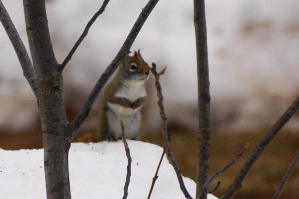 There were still squirrels.