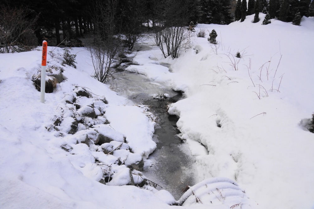 Streams running into the lake started to ice over. All the runoff from the earlier rain kept them somewhat open.