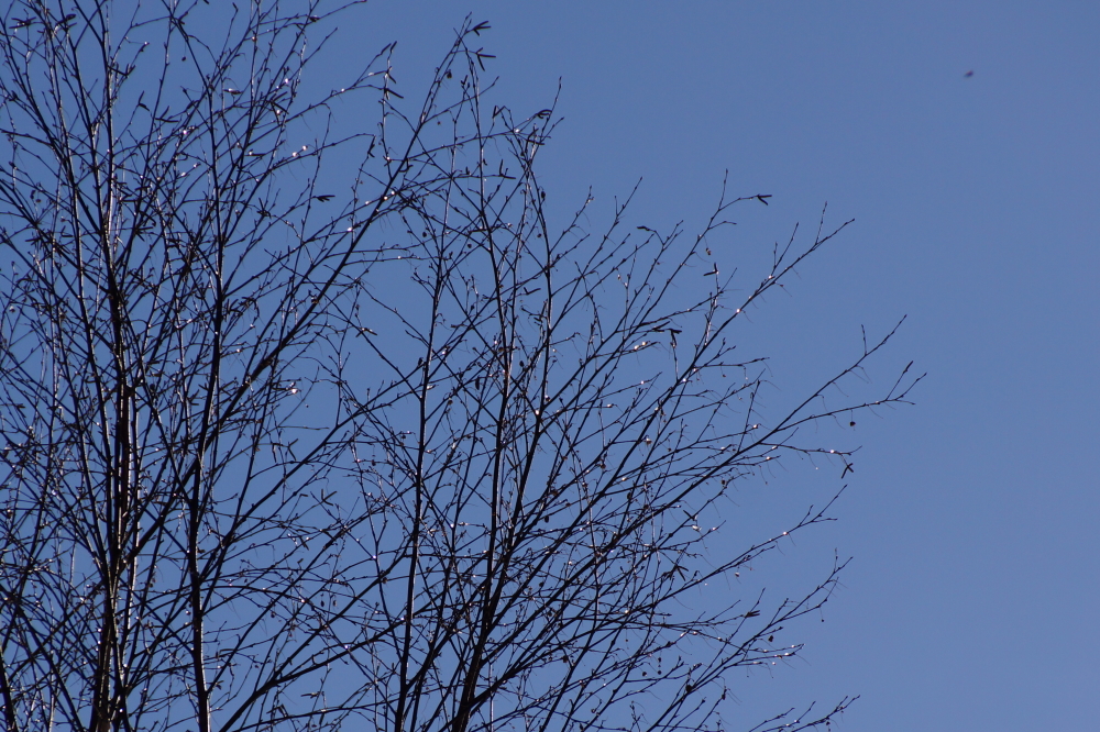 It wasn't an ice storm, the temperature fell too fast, but drips on the trees did freeze.