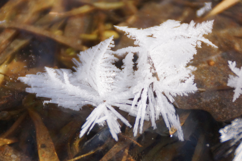 Saturday morning's close to zero (2°F) low germinated an impressive crop of frost flowers on many icy surfaces.