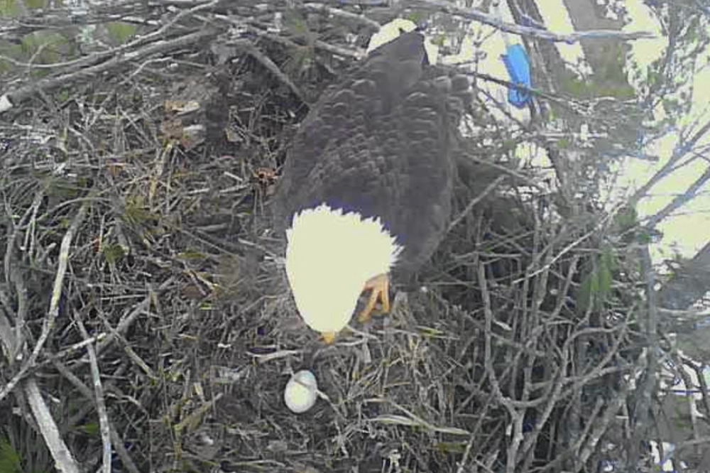 An eagle verses egg staring contest was held on the shore of Lake Metonga. I think the egg won.