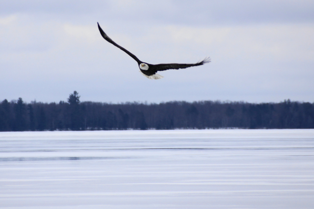 Something else has been making low passes over the North end of the lake.