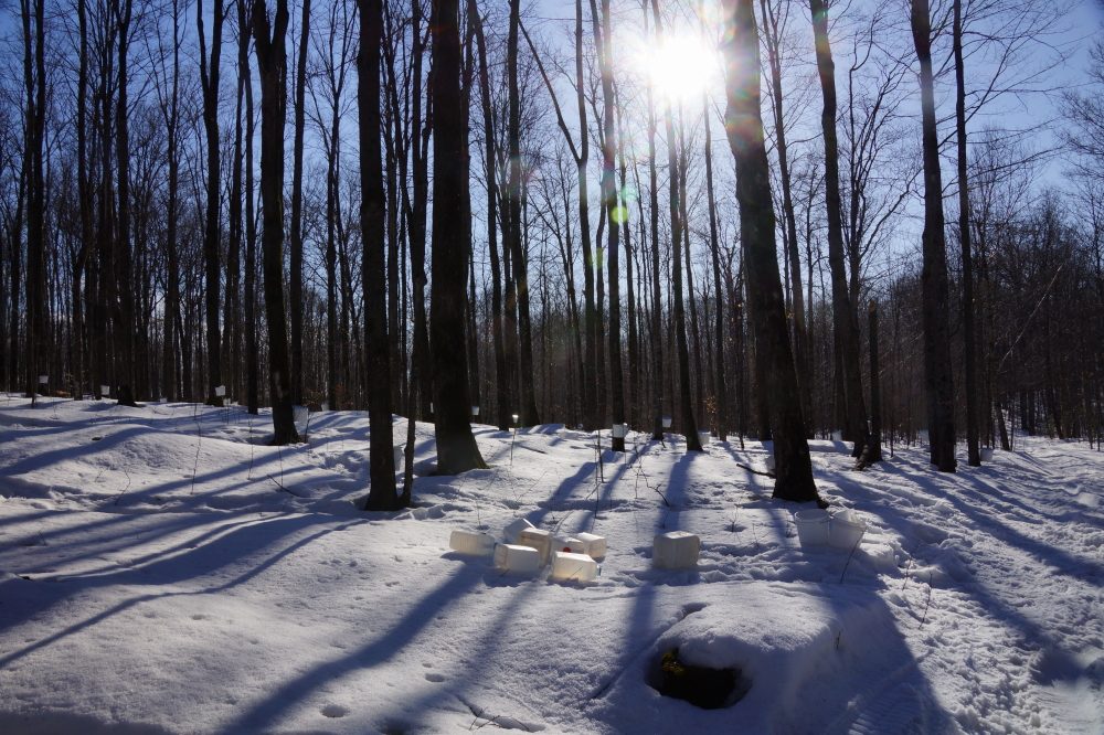 With Spring's coronation usually comes the peak of sapping season. Many journeys were made last week to the high hardwoods to check the taps and, if running,  fill jugs.