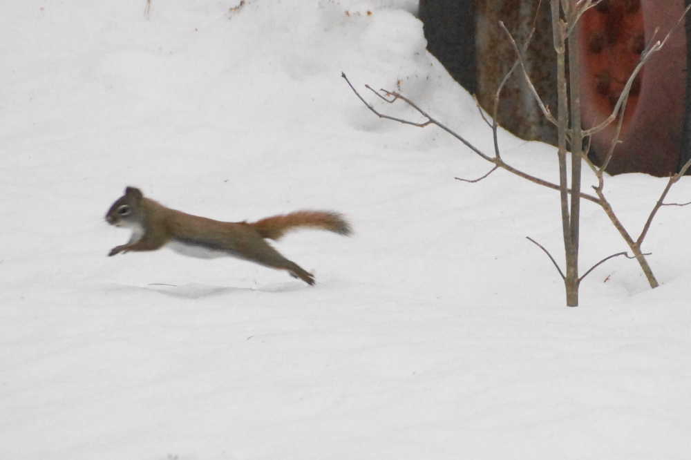 The squirrels seem to be more excited and jumpy. It could be the death of Winter, the arrival of Spring, or something else.