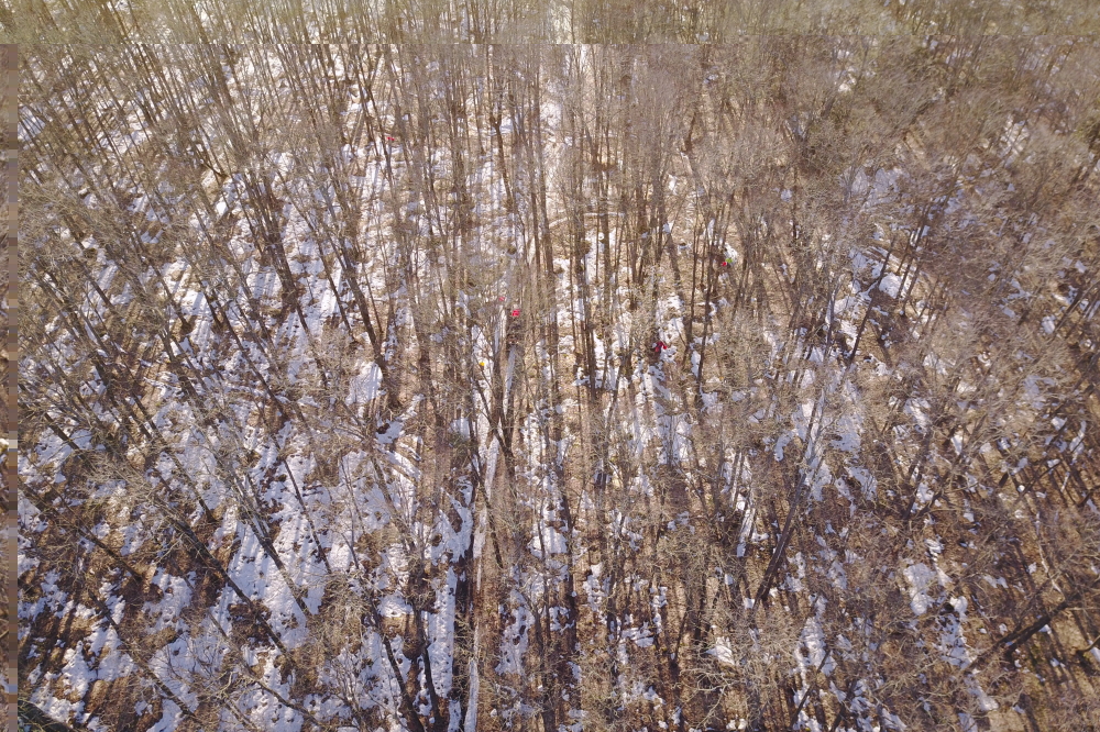 Near the end of the week, the warmer weather exposed much of the forest floor of the sugarbush.