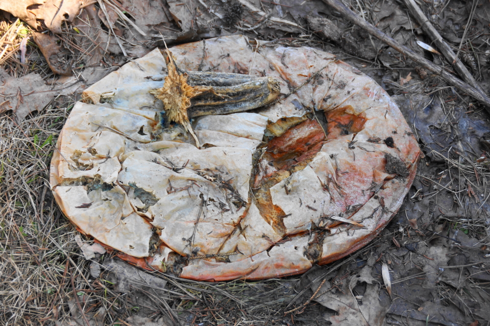 As the snow disappeared it was also noted that the pumpkins of October are especially flat.