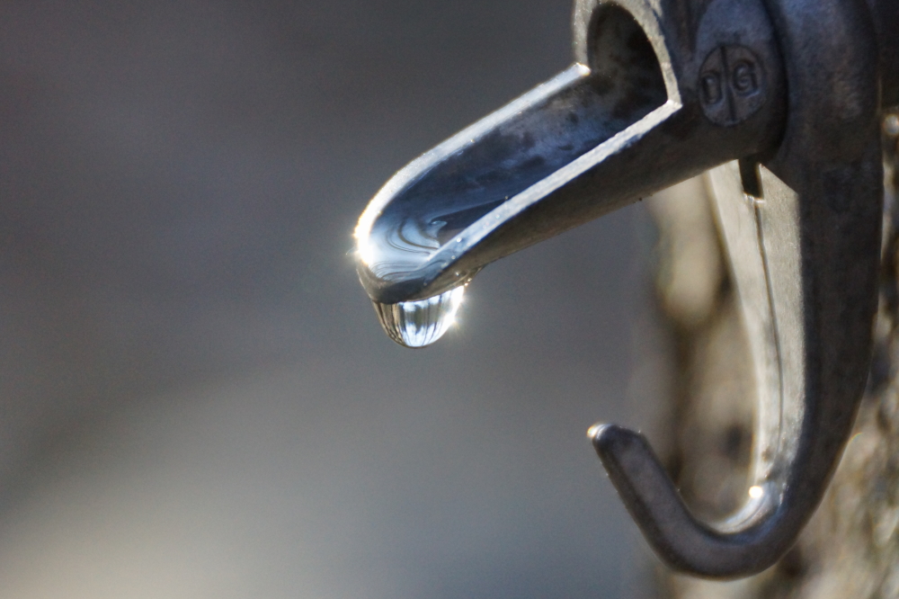 The maples ran all week. The sugar content of the sap is falling. It is currently running 50 or 60 gallons of sap to 1 gallon of syrup.