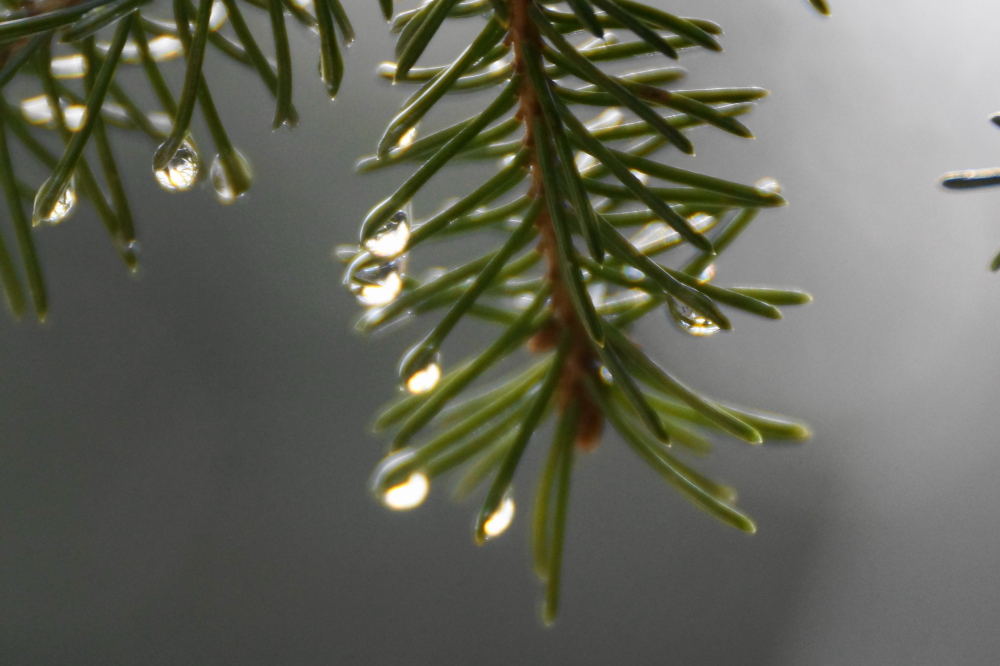 Early in the week, the lake area got rain. I wasn't a lot, but even a few tenths of an inch will melt away the remaining snow and hasten ice-out.