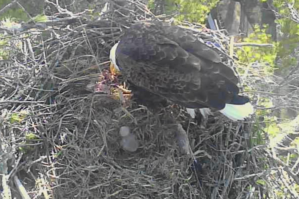 On Friday or Saturday the egg in the eagle's nest we've been watching transformed into a wee, gray fuzzy.