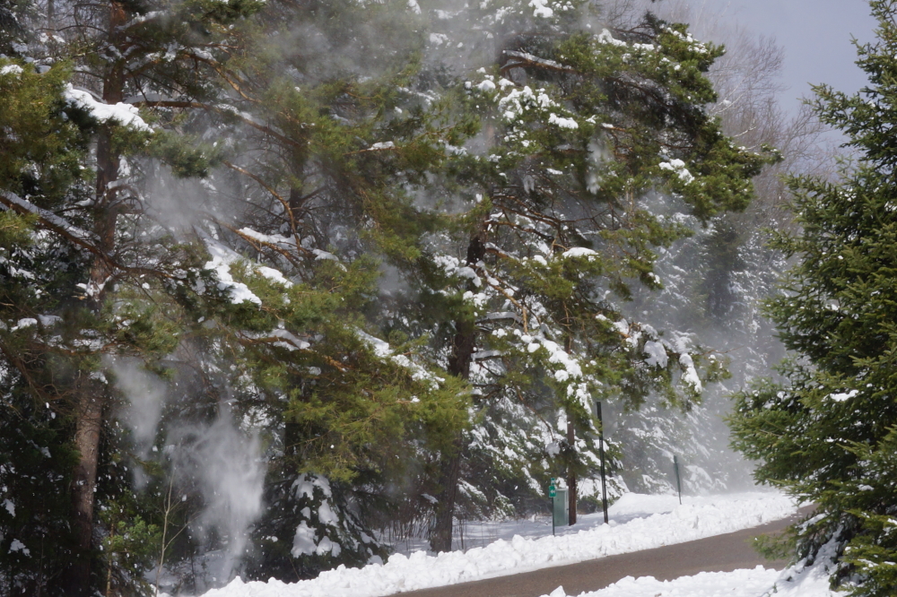 For a day or two after the blizzard, a strong gust of wind would produce a highly localized white out under the pines.